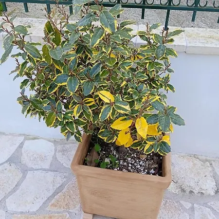 La Casa Di Bella.Ένα Πέτρινο Σπίτι Με Barbecue *